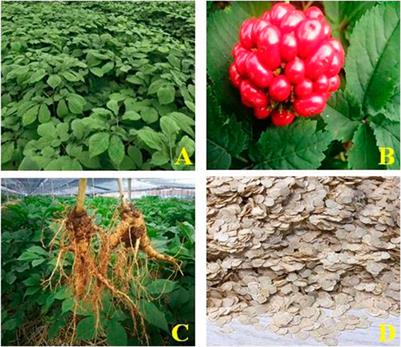 Panacis Quinquefolii Radix: A Review of the Botany, Phytochemistry, Quality Control, Pharmacology, Toxicology and Industrial Applications Research Progress